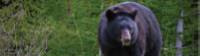 Black bear eating grass in Jasper NP |  <i>Parks Canada</i>