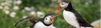 The Bay of Fundy is home to one of the most accessible puffin colonies in the world |  <i>New Brunswick Tourism</i>
