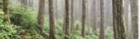 Old and new growth intermingle in BC's magical forests |  <i>Patrick Troughton</i>
