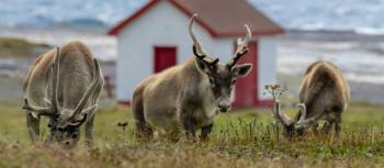 Newfoundland and Labrador is home to thousands of rare Woodland Caribou | Jenny Wong