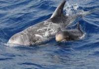 Risso’s dolphins in the Azores waters