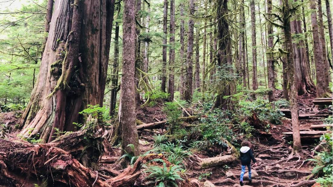 Soak in the wilderness area of T’l’oqwxwat, aka Avatar Grove, near Port Renfrew, BC |  Robin Esrock