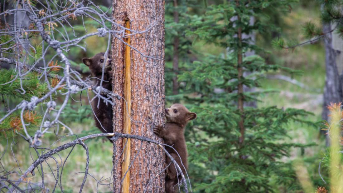 Black Bear cubs in the Rockies |  Parks Canada • Parcs Canada