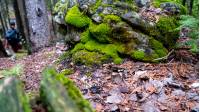 Exploring the rich flora and fauna along the Bruce Trail |  <i>Elise Arsenault</i>