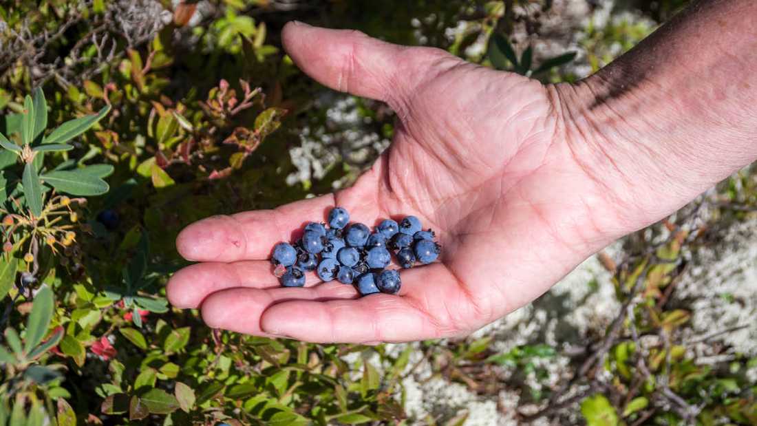 Blueberries grow wild in July and August throughout Quebec |  Leigh McAdam