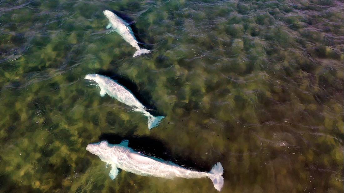 Gorgeous Beluga Whales in shallow Canadian Arctic waters |  <i>Fiona Winhdon</i>