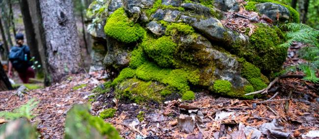 Exploring the rich flora and fauna along the Bruce Trail | Elise Arsenault