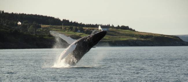 A whale breaches off the east coast of Newfoundland | Newfoundland and Labrador Tourism