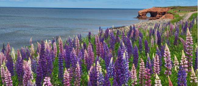 Marvel at colourful displays of lupines, in season, all across the island | Sherry Ott