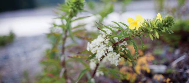 Wild flowers at Little Salmon. | Guy Wilkinson